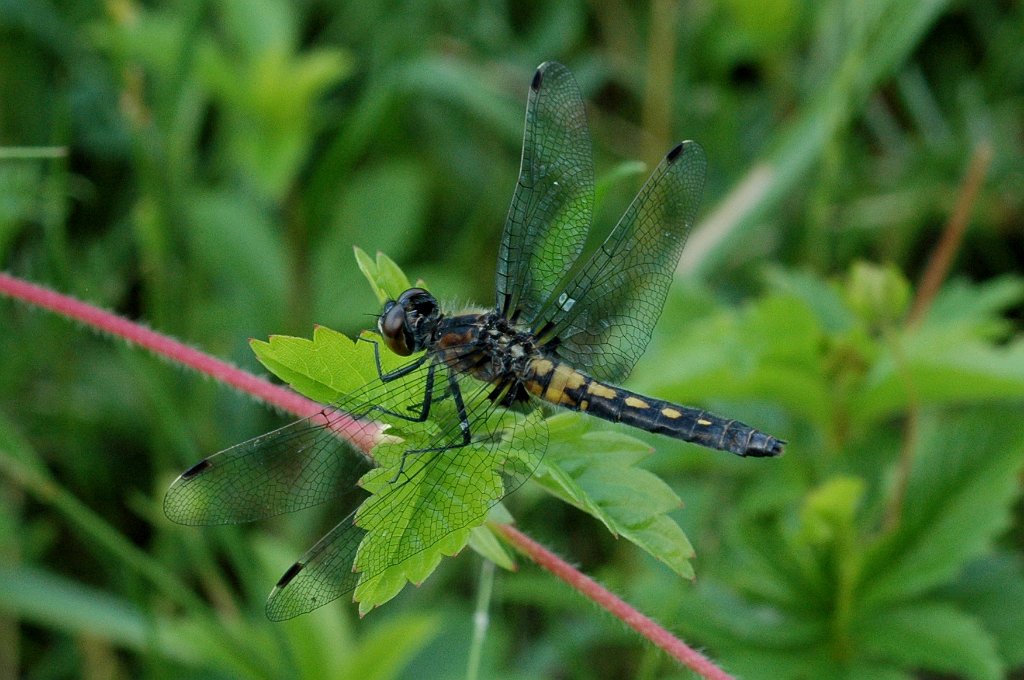 059 2010-06055281 Princeton, MA.JPG - Dragonfly. Jen Caswell's Farm, Princeton, MA, 6-5-2010